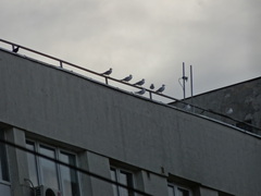 Chroicocephalus ridibundus