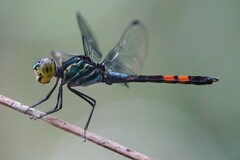 Agrionoptera sexlineata