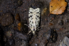 Izatha peroneanella