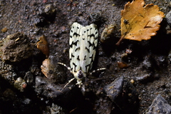 Izatha peroneanella