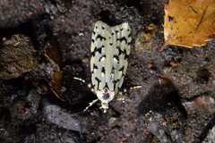 Izatha peroneanella