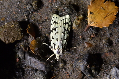 Izatha peroneanella