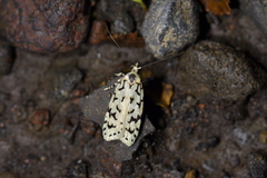 Izatha peroneanella