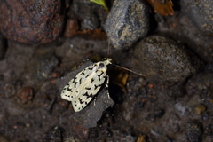 Izatha peroneanella