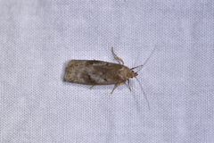 Phaeosaces apocrypta