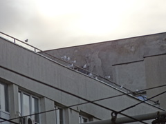 Chroicocephalus ridibundus