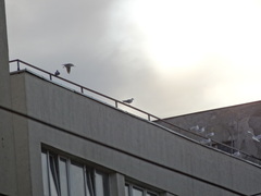 Chroicocephalus ridibundus