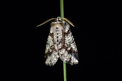 Declana toreuta