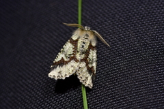 Declana toreuta