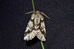 Declana toreuta