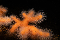 Alcyonium digitatum