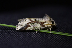 Declana toreuta