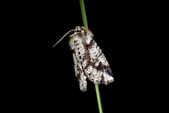 Declana toreuta