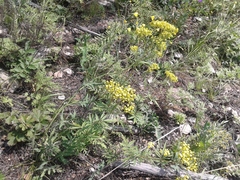 Patrinia rupestris