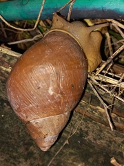Megalobulimus