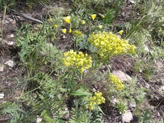 Patrinia rupestris