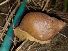 Megalobulimus