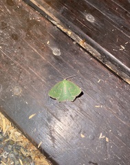 Eucyclodes metaspila