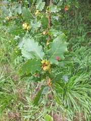 Quercus petraea