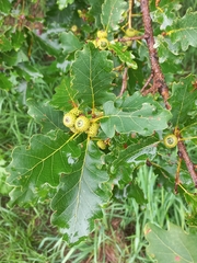 Quercus petraea