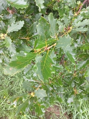 Quercus petraea