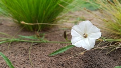 Convolvulus sagittatus