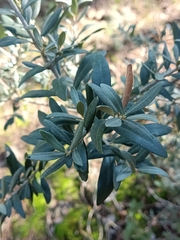 Olea europaea