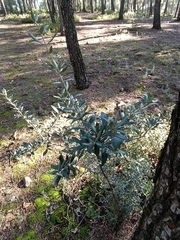 Olea europaea