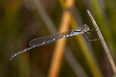 Austrolestes aleison
