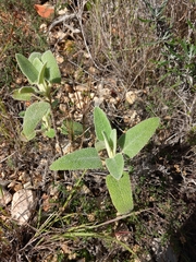 Phlomis purpurea