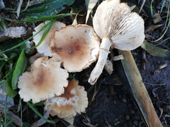 Cyclocybe cylindracea