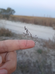 Empusa fasciata