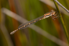 Austrolestes aleison