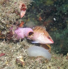 Hypoplectrodes maccullochi