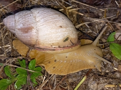 Megalobulimus
