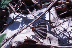 Panthiades bathildis