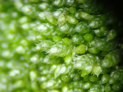 Bryum argenteum