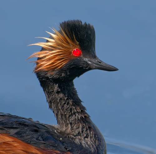 Eared Grebe, photo 7 of 7