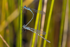 Austrolestes aleison