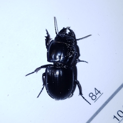 Pasimachus sublaevis