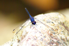 Trithemis festiva