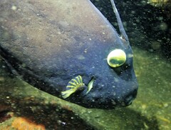 Eubalichthys bucephalus