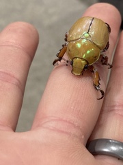 Anoplognathus montanus