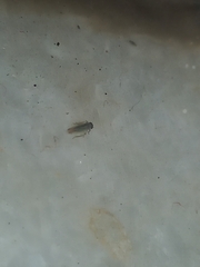 Cicadellidae