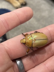 Anoplognathus montanus