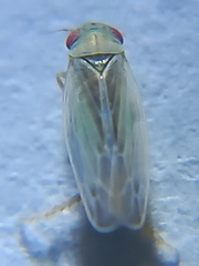 Cicadellidae