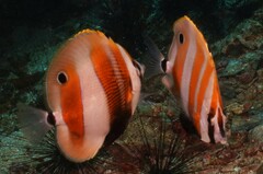 Coradion chrysozonus