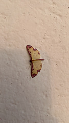 Cadarena pudoraria