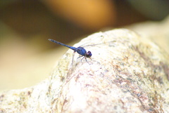 Trithemis festiva