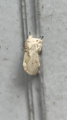 Naroma varipes